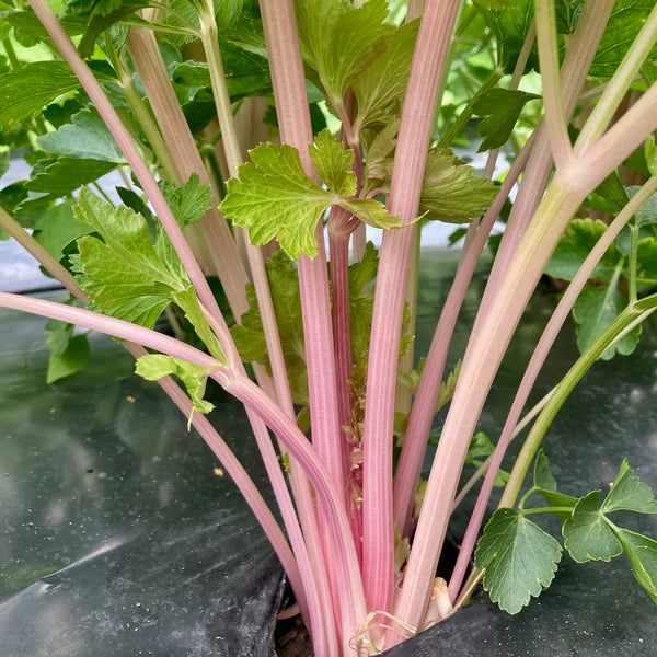 Céleri rose ‘Chinese Pink’