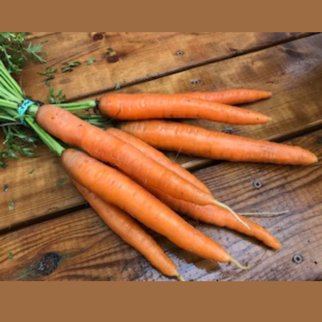 Photo de Carotte ‘Dolciva’ — Ferme Tourne-Sol. Cette vue présente l’aspect de la variété et permet de repérer sa forme ainsi que ses couleurs. Elle accompagne la fiche du produit et aide à reconnaître cette sélection parmi les variétés proposées pour le jardin et le potager. Les détails visibles complètent les renseignements écrits dans cette fiche.