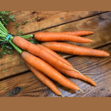 Photo de Carotte ‘Dolciva’ — Ferme Tourne-Sol. Cette vue présente l’aspect de la variété et permet de repérer sa forme ainsi que ses couleurs. Elle accompagne la fiche du produit et aide à reconnaître cette sélection parmi les variétés proposées pour le jardin et le potager. Les détails visibles complètent les renseignements écrits dans cette fiche.
