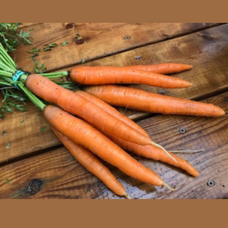 Photo de Carotte ‘Dolciva’ — Ferme Tourne-Sol. Cette vue présente l’aspect de la variété et permet de repérer sa forme ainsi que ses couleurs. Elle accompagne la fiche du produit et aide à reconnaître cette sélection parmi les variétés proposées pour le jardin et le potager. Les détails visibles complètent les renseignements écrits dans cette fiche.