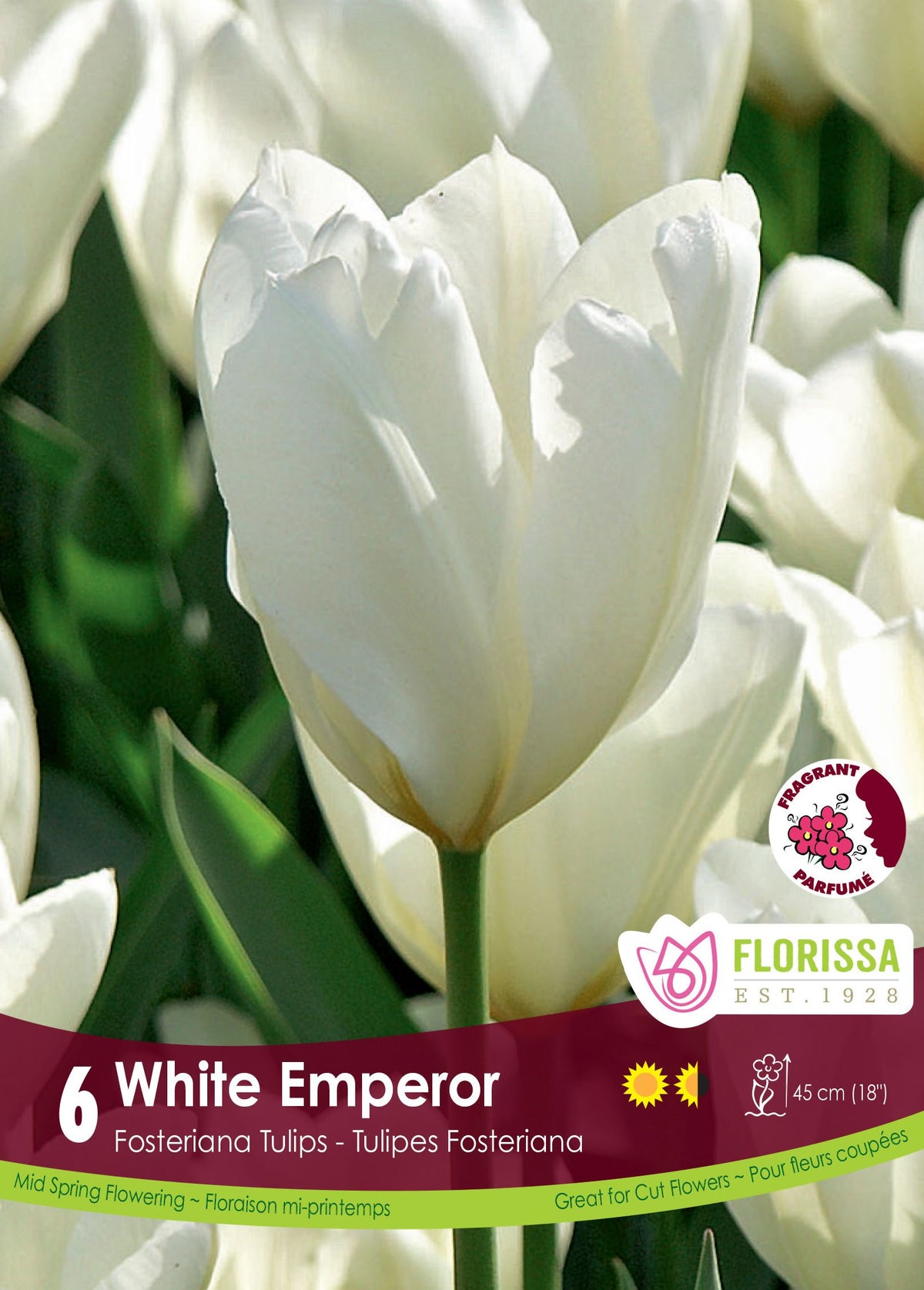 Tulip White Emperor