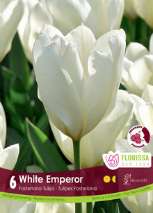 Tulip White Emperor
