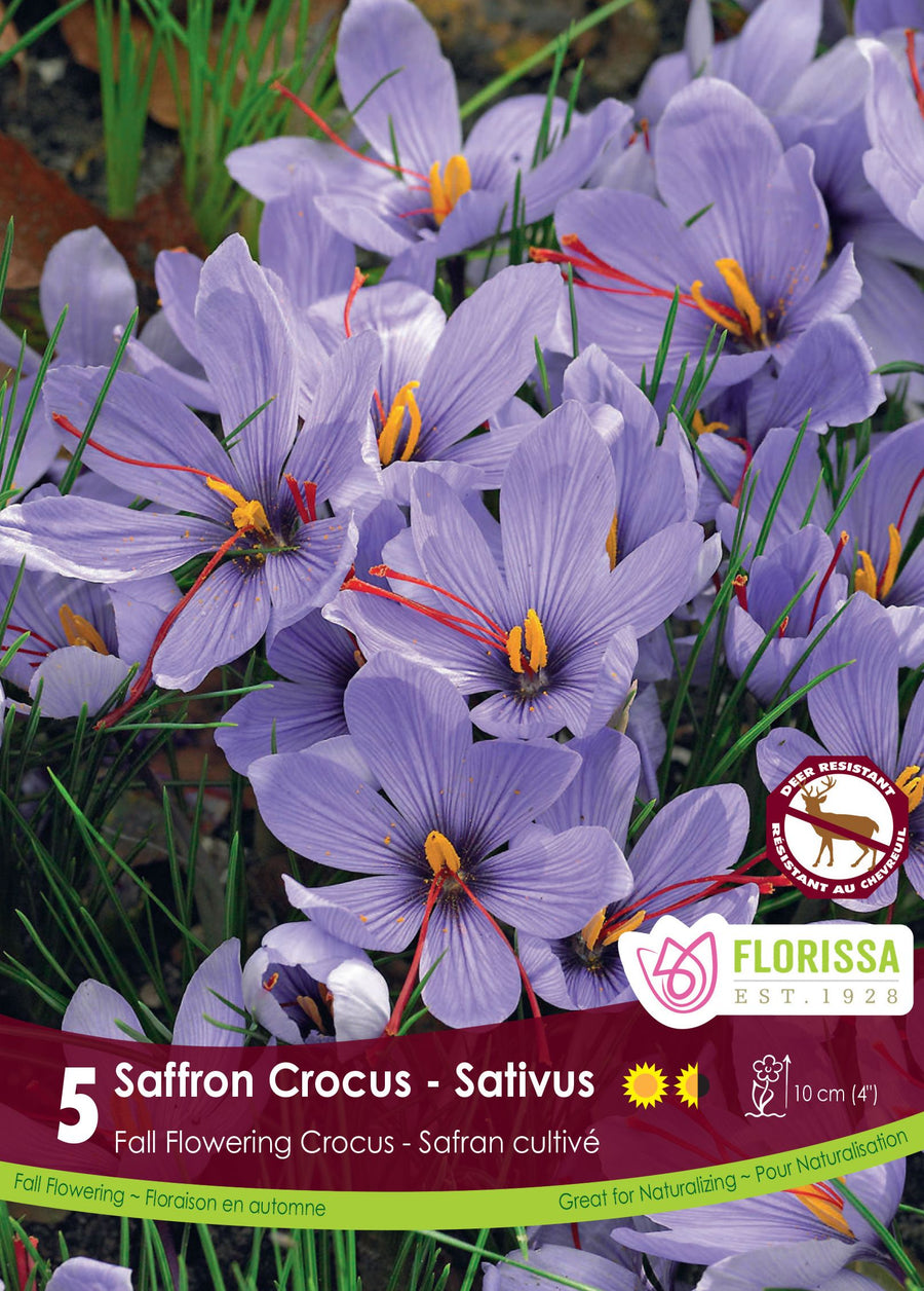 Crocus FF Sativus - Saffron Crocus