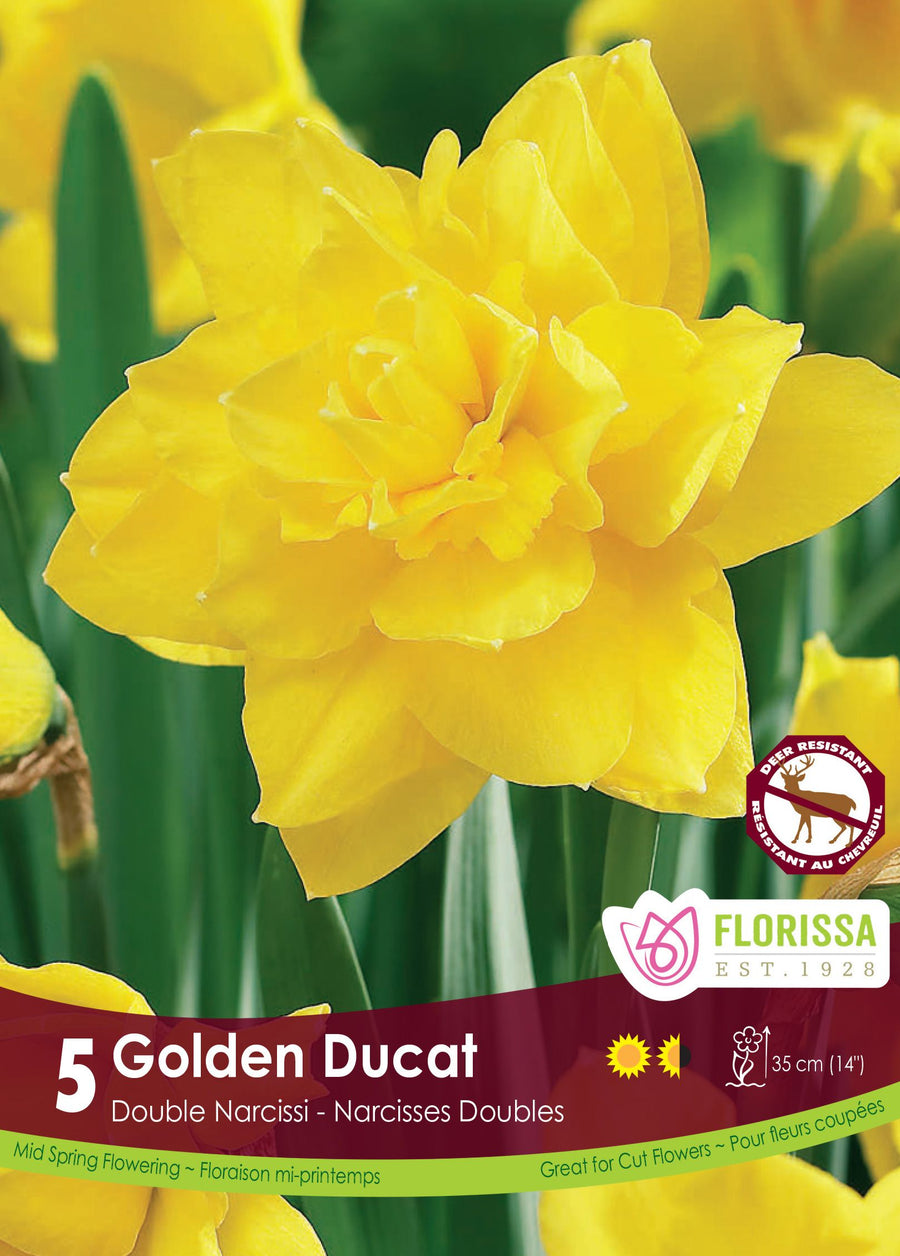 ‘Golden Ducat’ Daffodil in full bloom, showing large 11 cm double flowers made of numerous whorls of pointed golden-yellow segments above upright green foliage. Stems reach approximately 35 cm (14 in.) and form a natural spring group in a freely drained border. The image clearly displays the golden yellow colouring, large double flower with layered pointed segments, and the fuller effect created when several bulbs are planted together near a path or entrance.