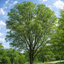 Ulmus pumila