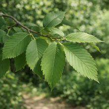Ulmus americana 'Princeton'