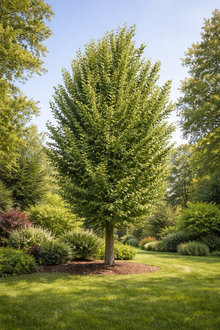 Ulmus americana 'Princeton'