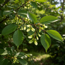 Ulmus davidiana var. japonica 'Accolade'