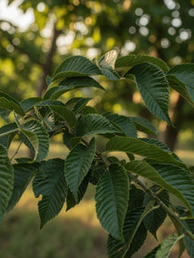 Ulmus patriot