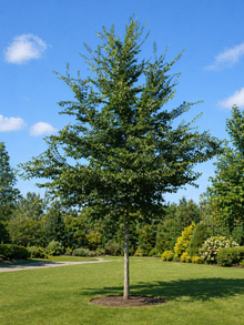 Ulmus patriot