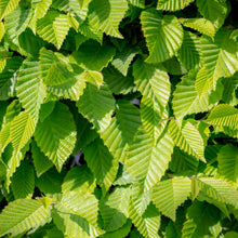 Ulmus pumila