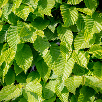 Ulmus pumila