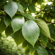 Ulmus × 'Pioneer'