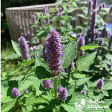 Image officielle 12 de Mélange de fleurs sauvages facile à cultiver, semences à créer.