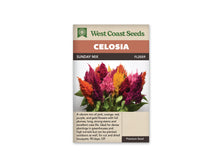 Sachet Sunday Mix de West Coast Seeds sur fond blanc. La photo montre un bouquet de grands plumets roses, pourpres, orange et jaunes, au-dessus de feuilles vertes. Les fleurs ont une forme pleine et pointue. Le mot Celosia apparaît sur le bandeau orangé et le code FL2059 se lit près du nom Sunday Mix.