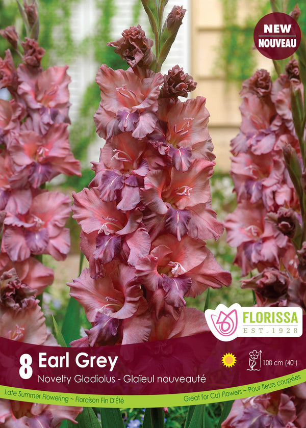 'Earl Grey' Gladiolus