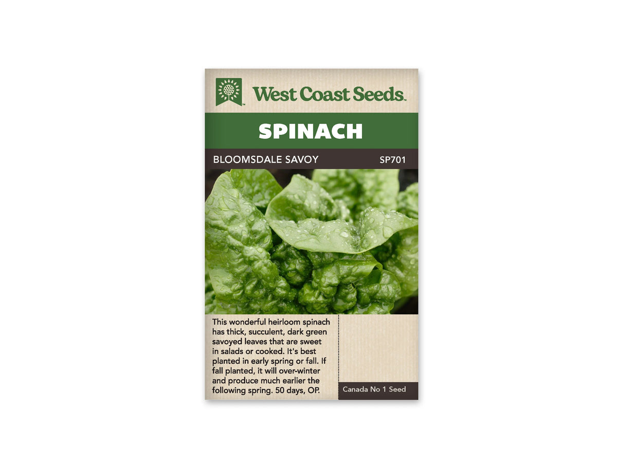 Sachet West Coast Seeds Bloomsdale Savoy montrant un gros plan de feuilles d’épinard gaufrées. Des gouttes d’eau brillent sur les surfaces vertes et dans les creux du feuillage. Les petites feuilles du cœur sont serrées au centre. Le nom de la variété est inscrit dans le bandeau brun sous le titre Spinach.