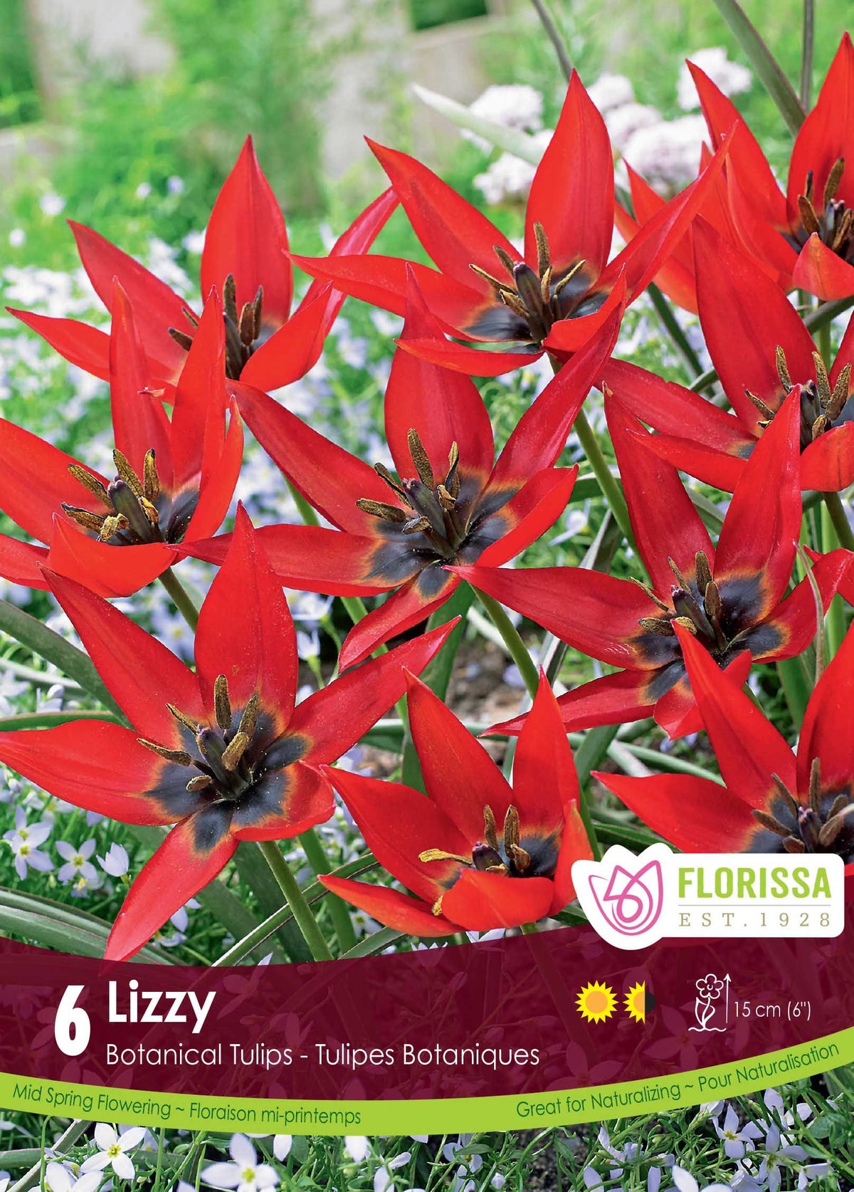 Tulipe Lizzy ( Tulipa ) : des petites tulipes rouges ouvertes en étoile à cœur sombre. Le visuel Florissa présente la plante et son nom dans la partie inférieure de l’étiquette. La photographie occupe presque toute la surface, tandis que le bandeau du bas rassemble les indications du produit. Cette vue permet de reconnaître son apparence et de distinguer la variété présentée.