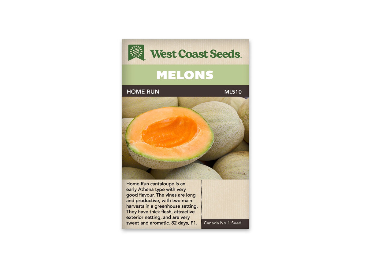 Sachet beige de semences Home Run avec bandeau vert pâle et nom sur fond brun. Une moitié de melon à chair orange épaisse repose au premier plan parmi plusieurs fruits entiers. Sa cavité centrale est vidée de ses graines. Les écorces beige clair présentent un réseau brodé, avec une fine bordure verte visible autour de la chair coupée.