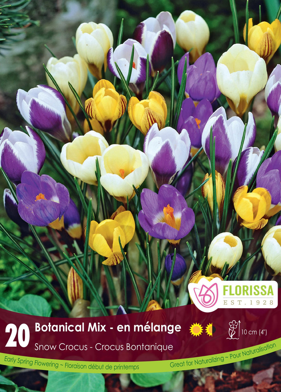 Mixed Colours Crocus