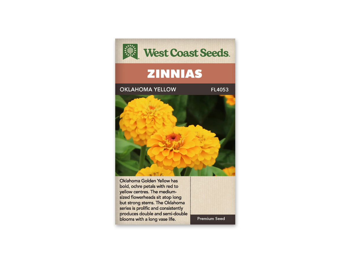 Sachet West Coast Seeds Oklahoma Yellow montrant plusieurs fleurs jaune doré. Les pétales arrondis sont disposés en rangs serrés. La fleur à l’avant possède un petit centre rouge entouré de jaune. Des tiges et des feuilles vertes remplissent le fond, sous le bandeau brun qui porte le nom de la sélection.