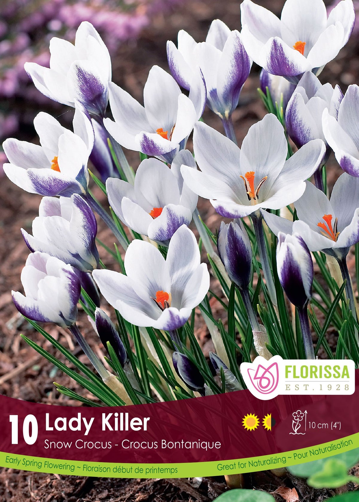 Crocus ‘Ladykiller’ (<em>Crocus chrysanthus</em>)