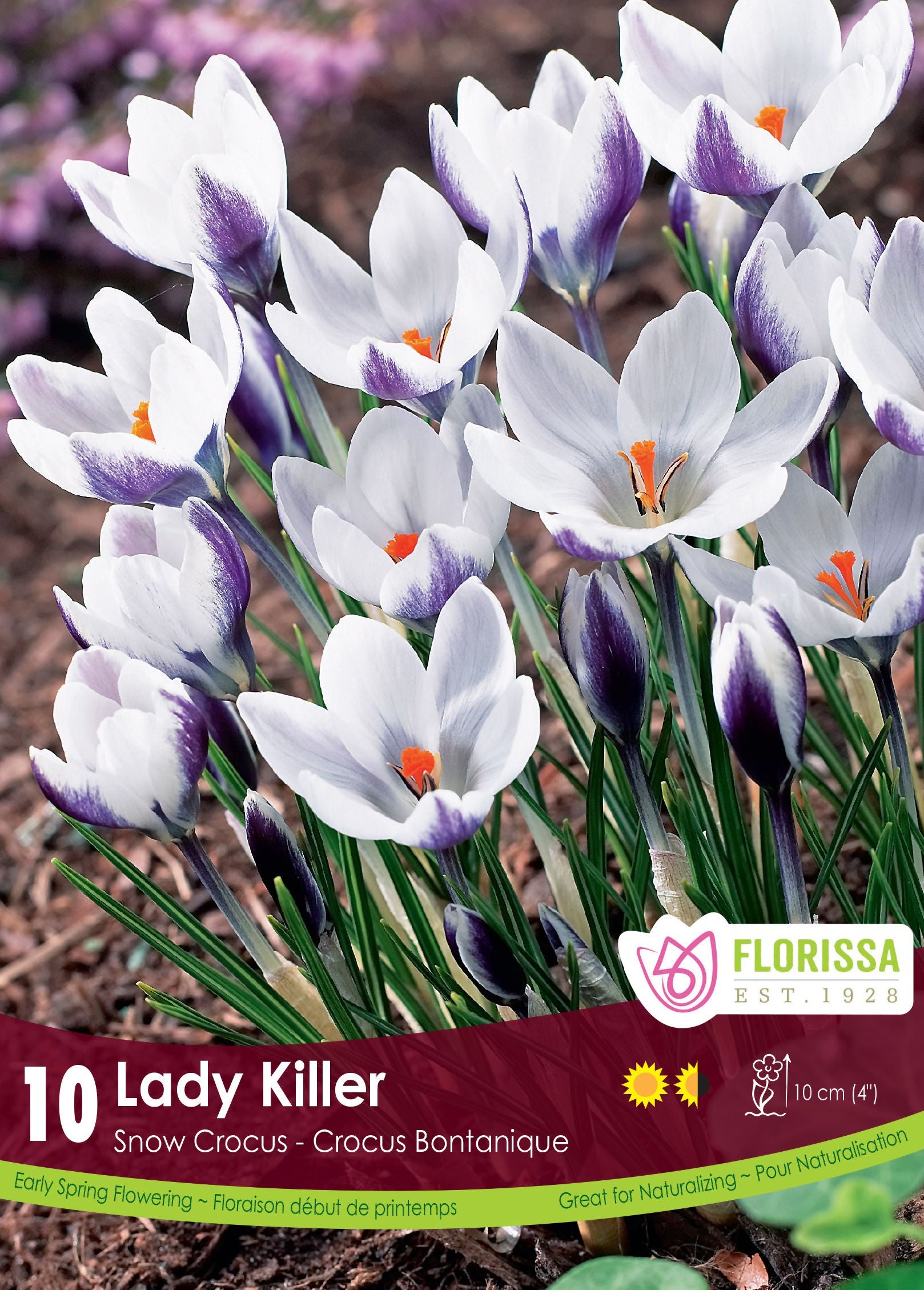 Crocus ‘Ladykiller’ (<em>Crocus chrysanthus</em>)