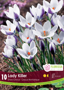 Crocus ‘Ladykiller’ (<em>Crocus chrysanthus</em>)
