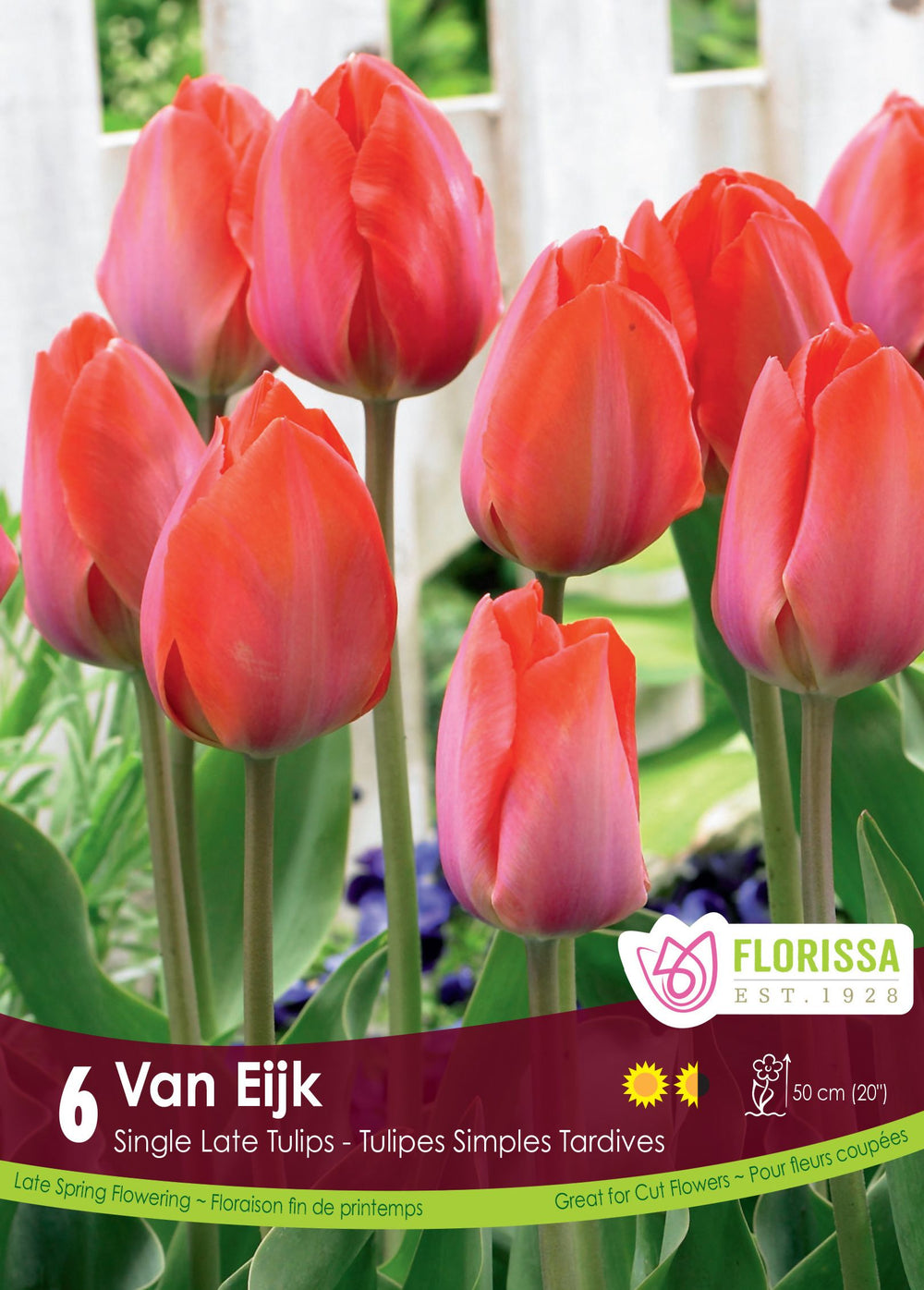Van Eijk Tulip