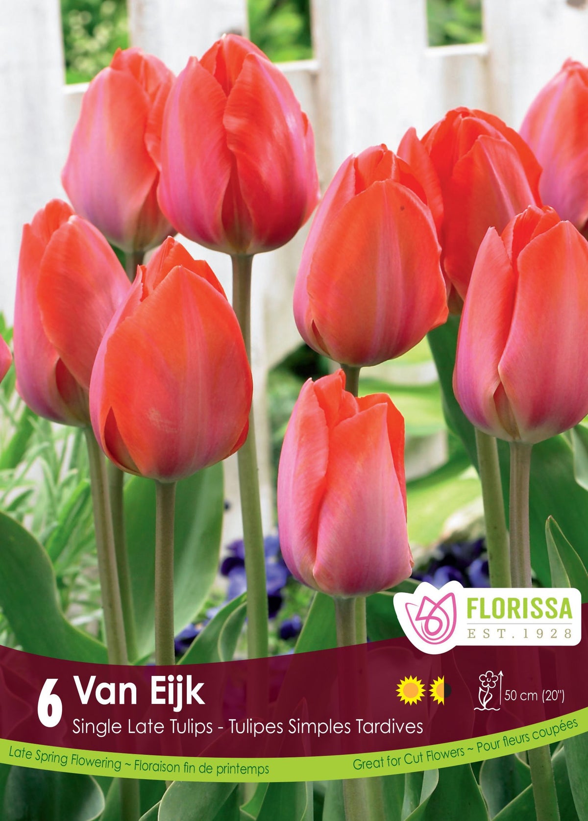 Tulipe Van Eijk ( Tulipa ) : des tulipes rose corail dressées au-dessus du feuillage. Le visuel Florissa présente la plante et son nom dans la partie inférieure de l’étiquette. La photographie occupe presque toute la surface, tandis que le bandeau du bas rassemble les indications du produit. Cette vue permet de reconnaître son apparence et de distinguer la variété présentée.