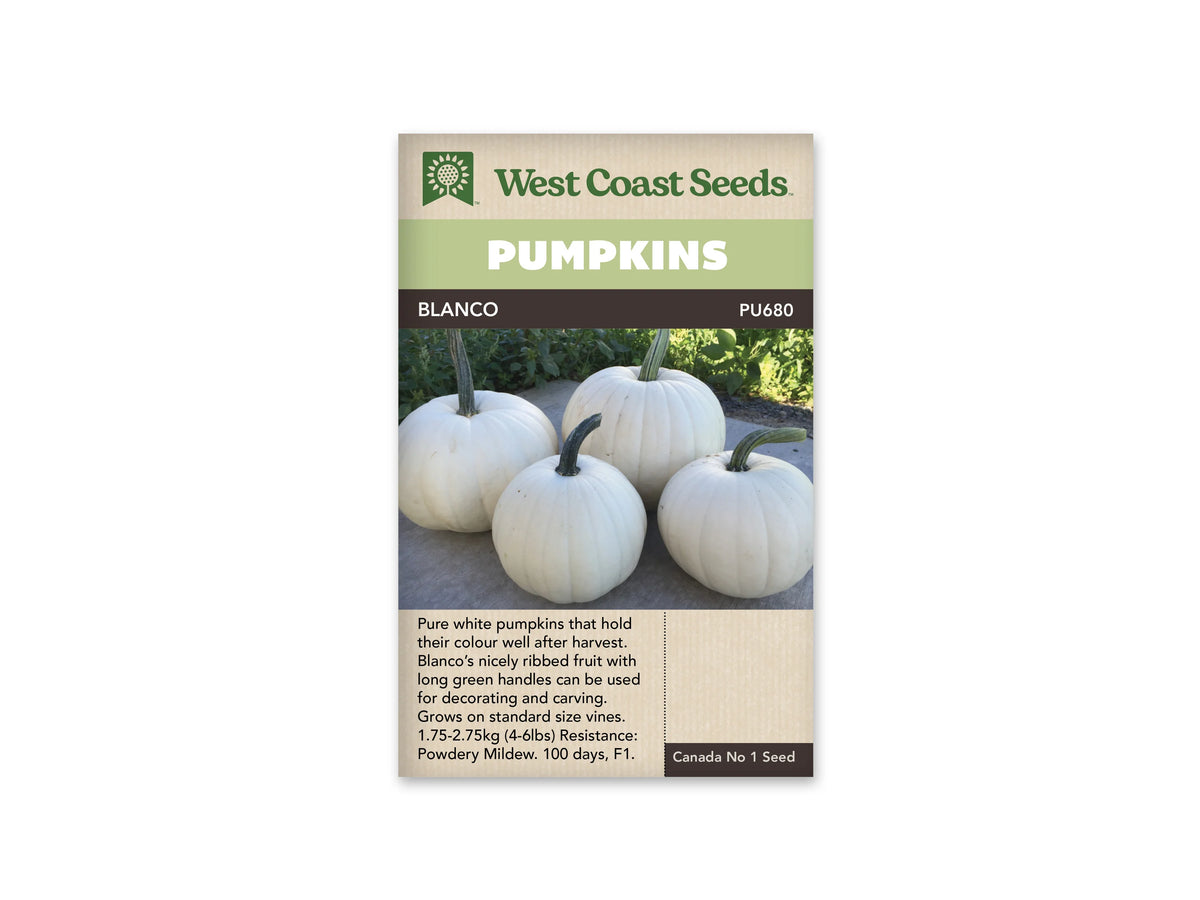 Sachet Blanco de West Coast Seeds avec un bandeau vert pâle et le nom sur fond brun. Quatre citrouilles blanches à côtes fines reposent sur une surface grise, devant du feuillage vert. Leurs pédoncules longs sont verts et parfois courbés. Une zone beige contenant du texte apparaît dans le bas du sachet.