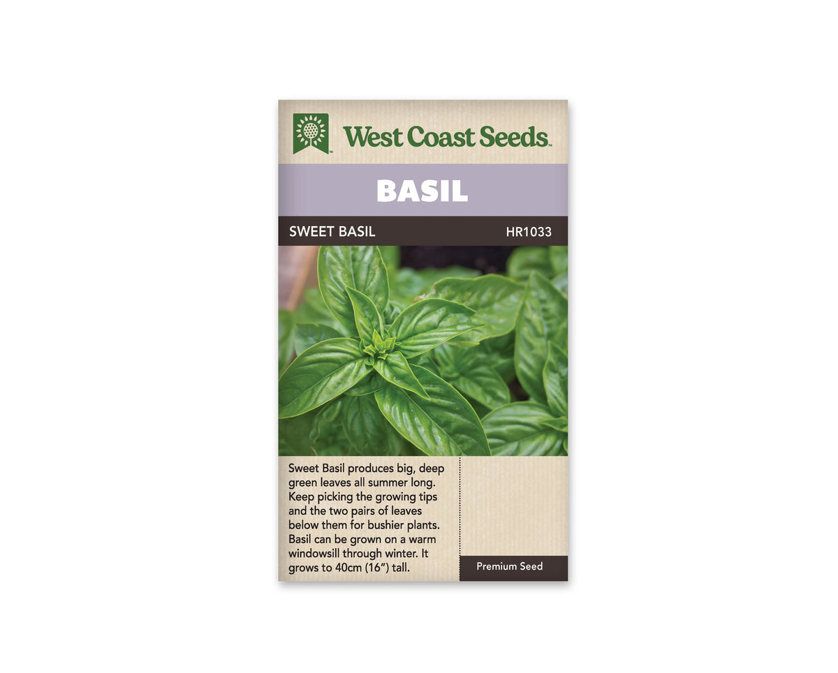 Sachet West Coast Seeds de Basilic doux, présenté de face sur fond blanc. La photographie présente des feuilles vertes luisantes, lancéolées et nettement nervurées. De jeunes extrémités plus claires se déploient entre les feuilles développées, sans contenant ni fleurs visibles dans ce cadrage rapproché. Un bandeau mauve indique BASIL, au-dessus du nom imprimé sur fond foncé. Le bas beige contient un texte descriptif en anglais.