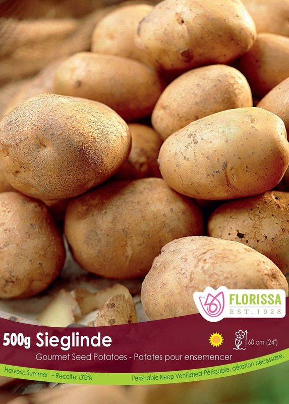 Pomme de terre Gourmet ‘Sieglinde’ (500 g) ( Solanum tuberosum ) : des pommes de terre allongées à peau jaune-brun. Le visuel Florissa présente la plante et son nom dans la partie inférieure de l’étiquette. La photographie occupe presque toute la surface, tandis que le bandeau du bas rassemble les indications du produit. Cette vue permet de reconnaître son apparence et de distinguer la variété présentée.