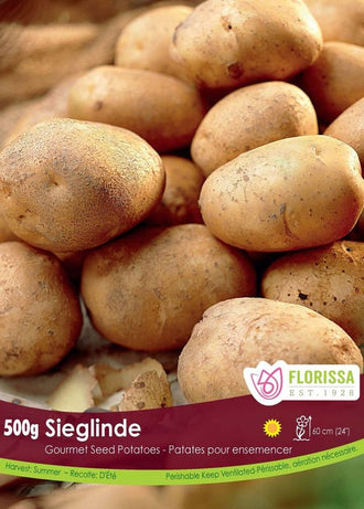 Pomme de terre Gourmet ‘Sieglinde’ (500 g) ( Solanum tuberosum ) : des pommes de terre allongées à peau jaune-brun. Le visuel Florissa présente la plante et son nom dans la partie inférieure de l’étiquette. La photographie occupe presque toute la surface, tandis que le bandeau du bas rassemble les indications du produit. Cette vue permet de reconnaître son apparence et de distinguer la variété présentée.