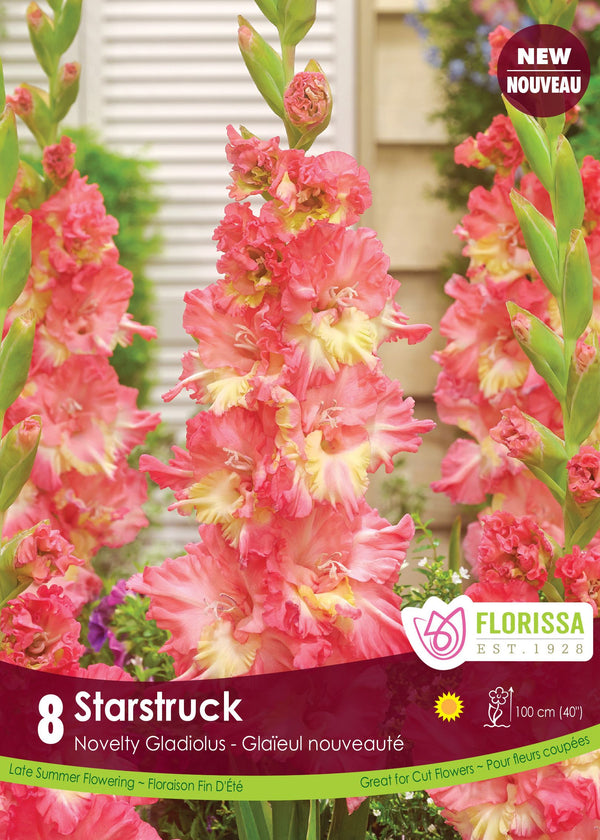 Gladiolus 'Starstruck'