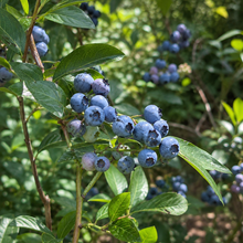 Vaccinium corymbosum
