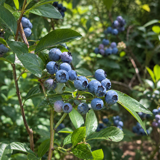 Vaccinium corymbosum