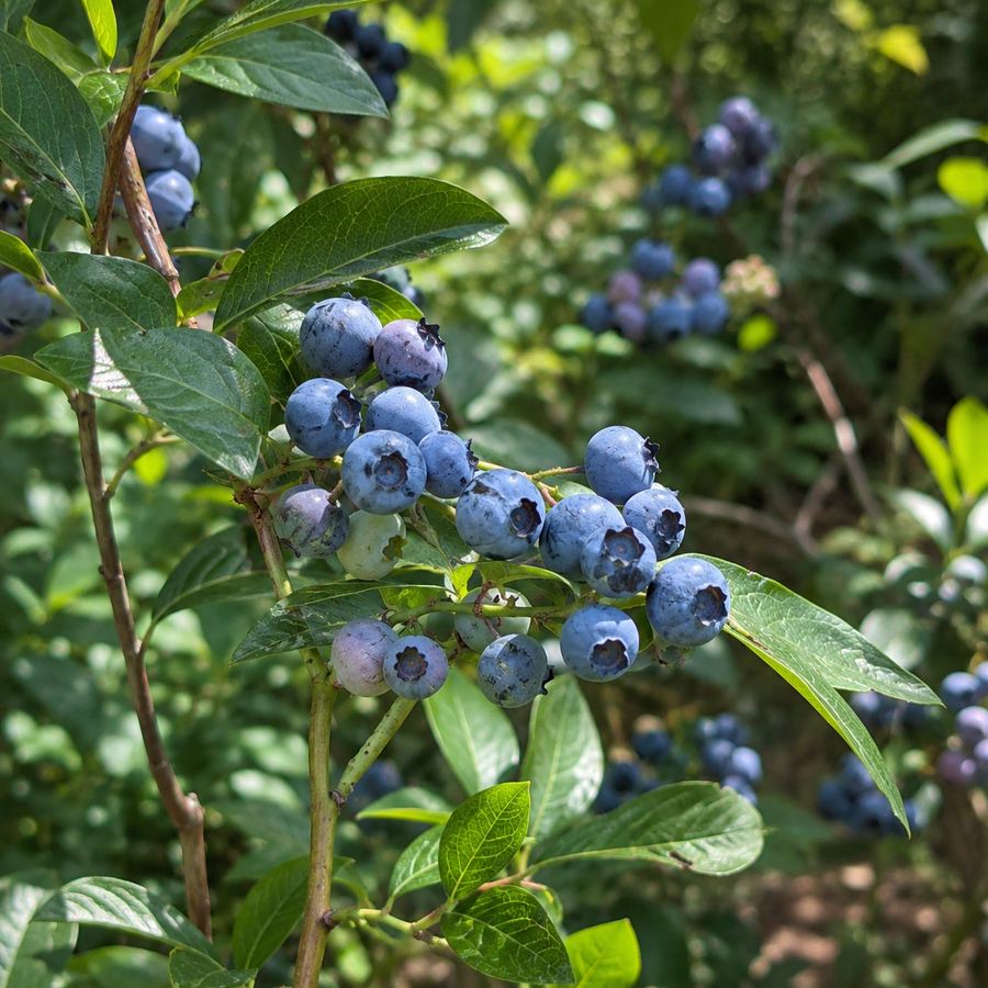 Vaccinium corymbosum