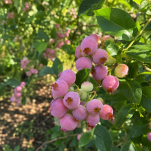 Vaccinium corymbosum 'Pink Lemonade'