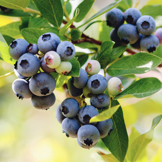 Image officielle de Bleuet à feuilles étroites, Vaccinium angustifolium, associée au petit sachet.
