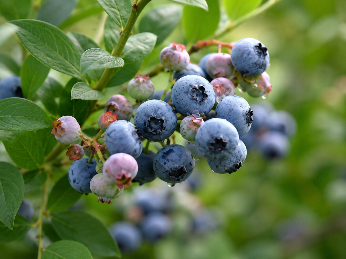Bleuet en corymbe ‘Bluetta’ (Vaccinium corymbosum)