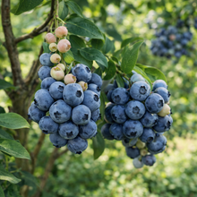 Vaccinium corymbosum 'Chandler'
