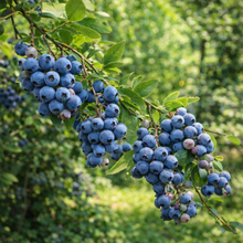 Vaccinium corymbosum 'Duke'