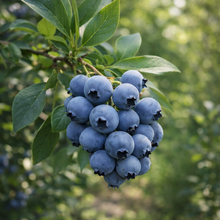 Vaccinium corymbosum 'Razz'