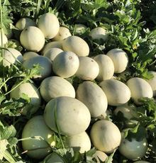 Cantaloup ‘Valencia Early’ – semences Gaia