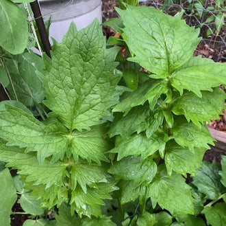 Valériane officinale bio