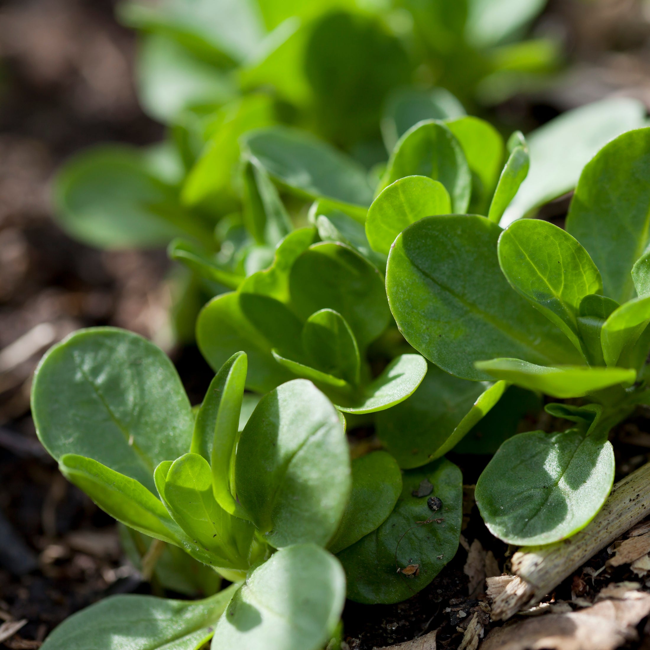 Mâche 'Lamb's Lettuce'