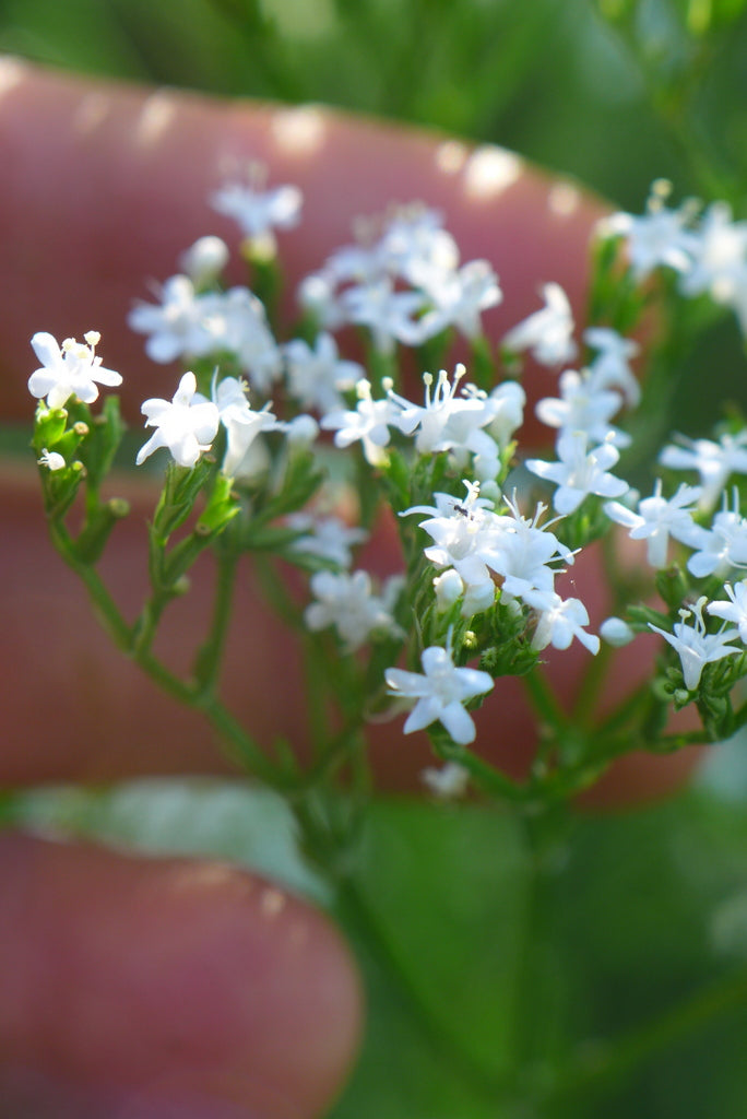 Common valerian (Valeriana officinalis)