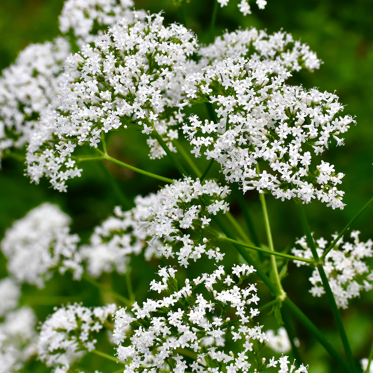 Valerian