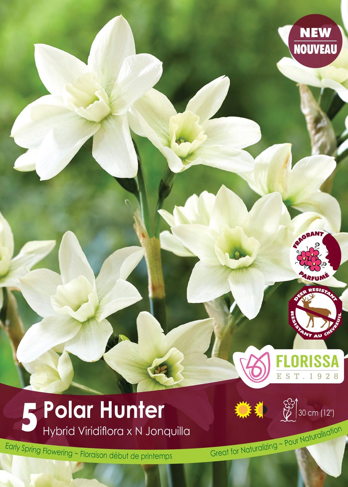Narcisse ‘Polar Hunter’ ( Narcissus ) : des narcisses blanc crème regroupés au sommet de tiges. Le visuel Florissa présente la plante et son nom dans la partie inférieure de l’étiquette. La photographie occupe presque toute la surface, tandis que le bandeau du bas rassemble les indications du produit. Cette vue permet de reconnaître son apparence et de distinguer la variété présentée.